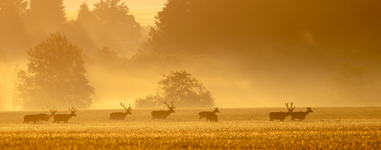 pastuch_elektryczny_na_jelenie