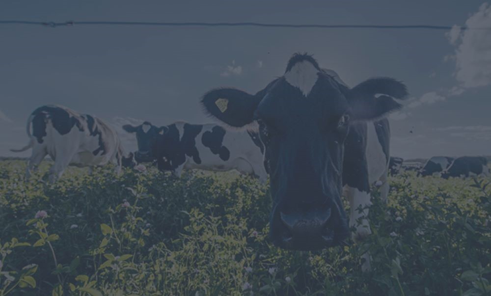 Ogrodzenie fizyczne w porównaniu z barierą psychiczną