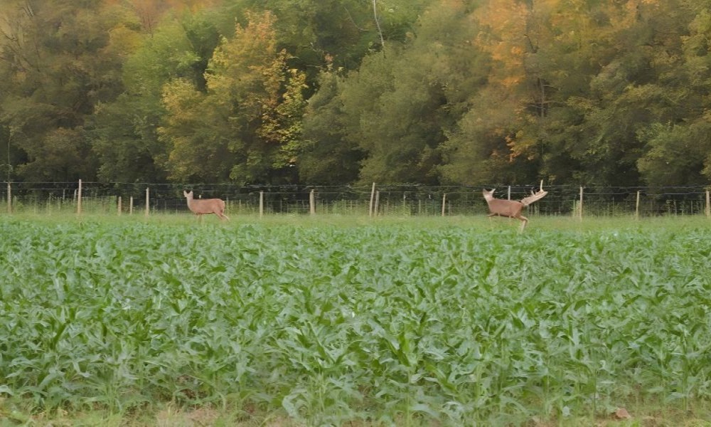 Współpraca Rolników z Myśliwymi w ochronie upraw przed dzikami i jeleniami
