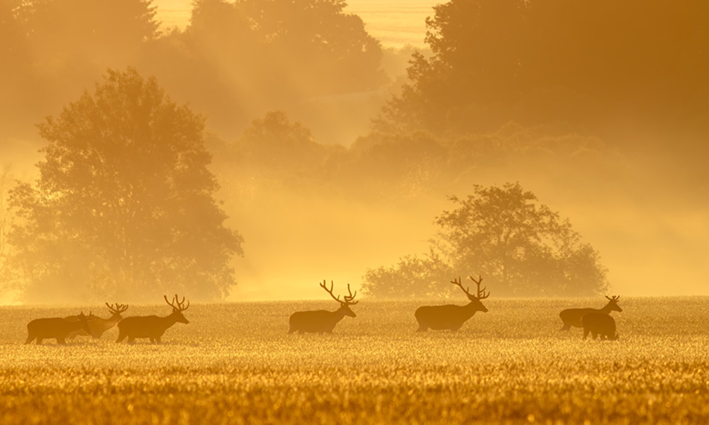Ogrodzenia elektryczne przeciw jeleniom