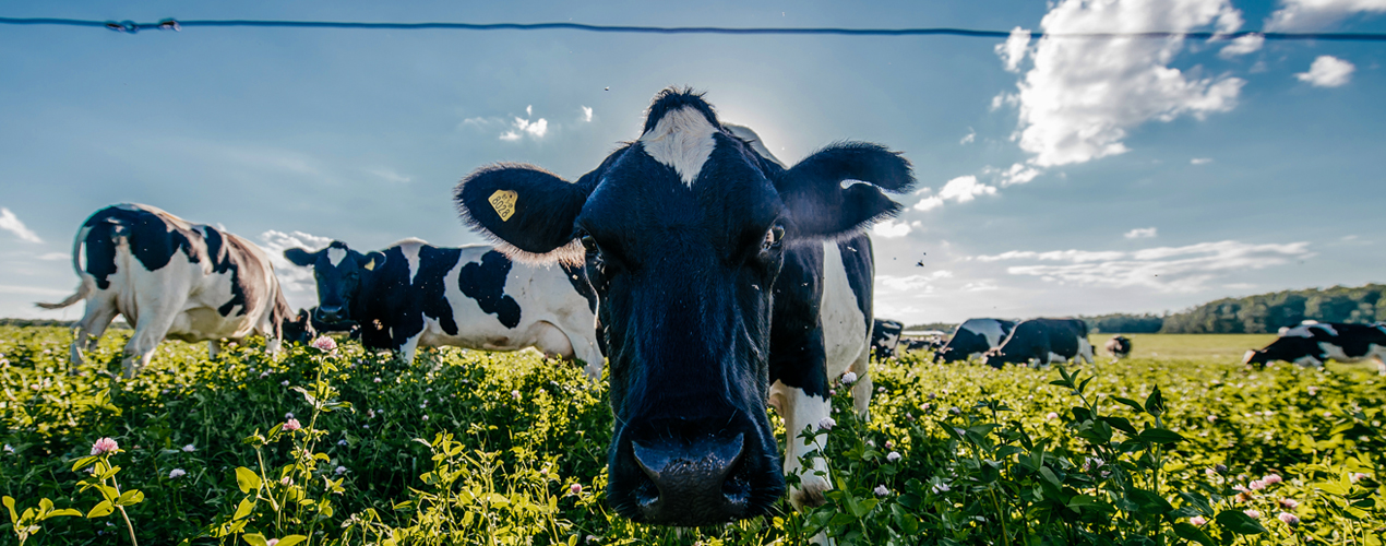 Dlaczego pastuch elektryczny stanowi psychologiczną barierę dla zwierząt