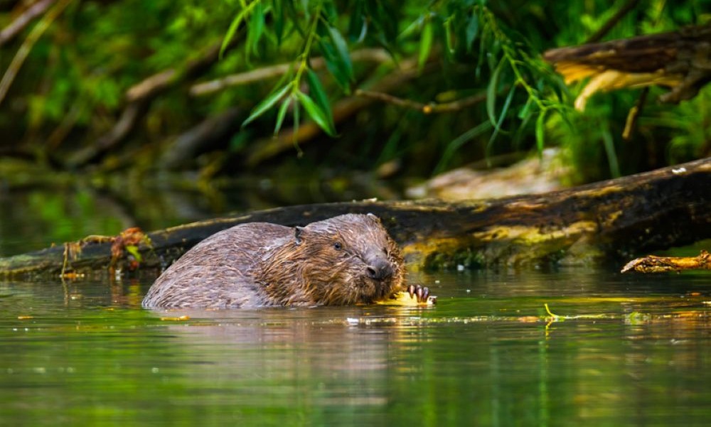 Pastuch elektryczny na bobry