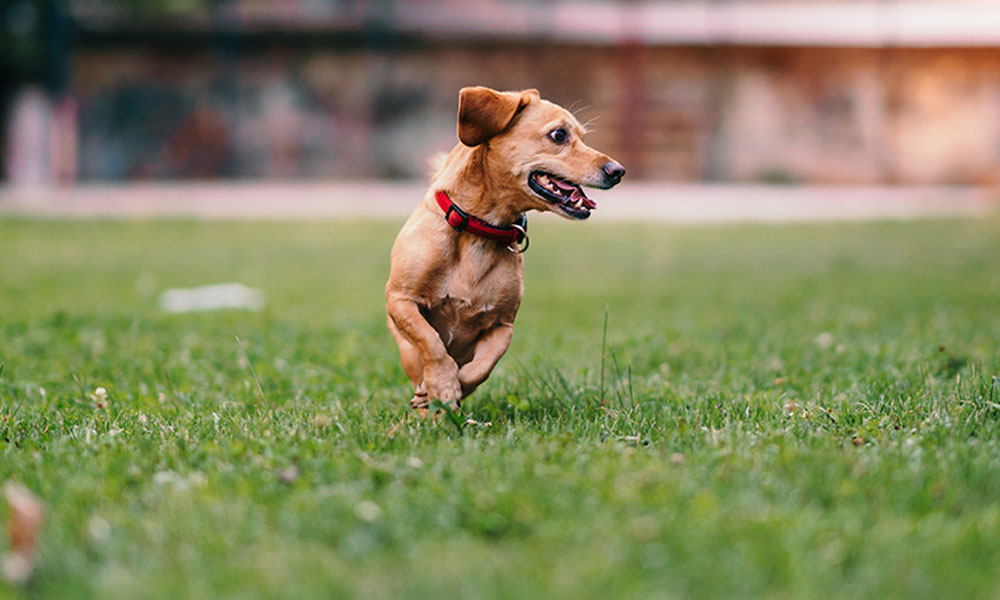 Jak działa elektroniczna obroża treningowa