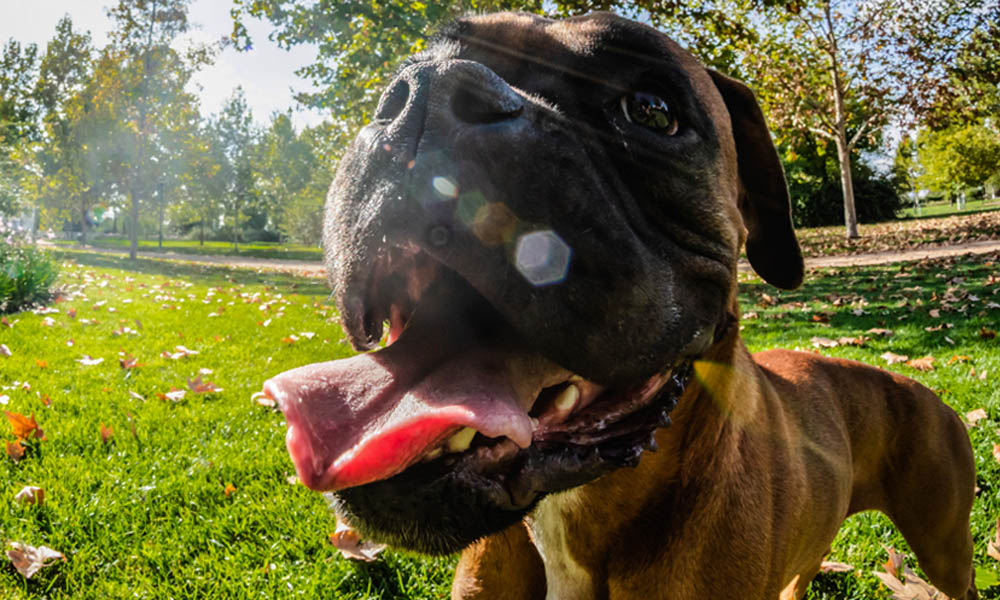 Treasura psa z elektroniczną obrożą na pilota