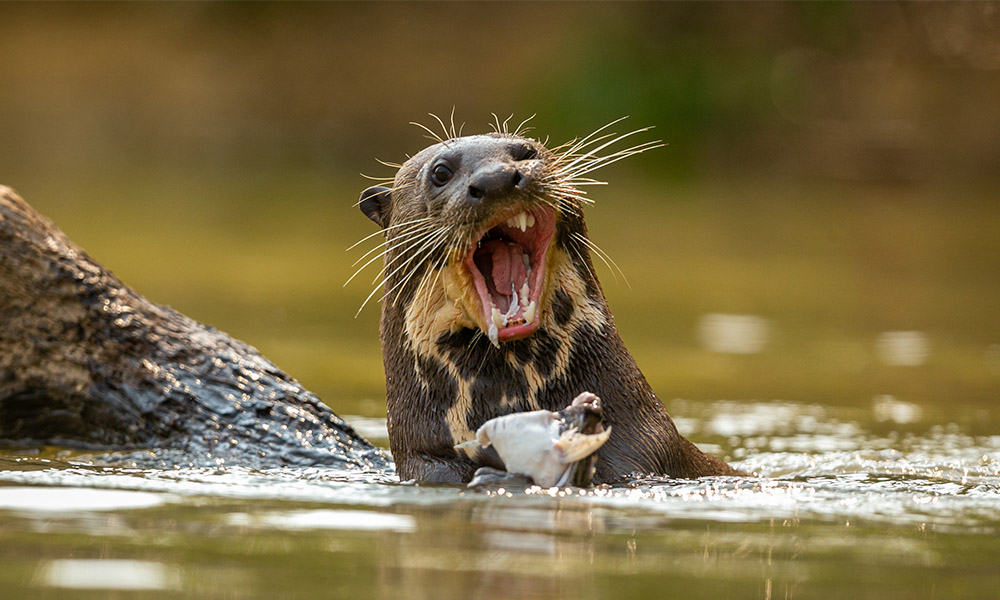 Ochrona stawów przed wydrą
