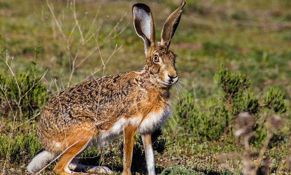 Ochrona sadów przed zającami